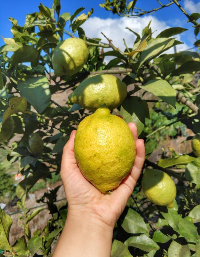 里贝拉布拉瓦Quinta Terezinha别墅 外观 照片